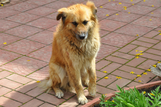 PM385image002