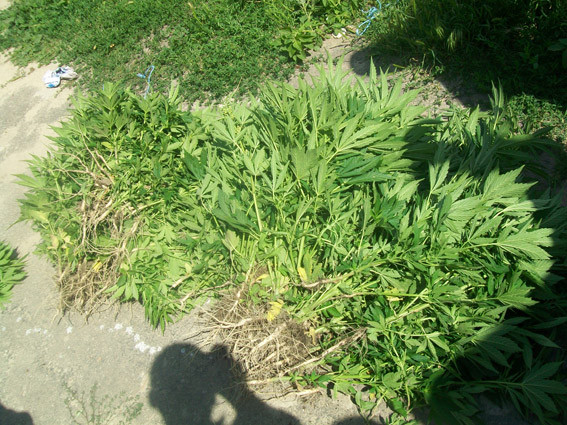 PM260image006