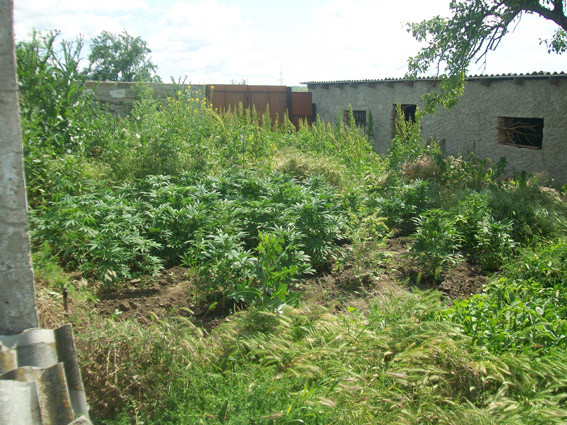 PM907image001