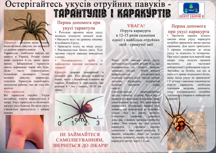 каракурт