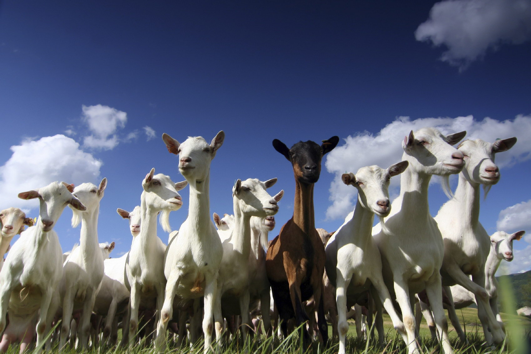 goats43