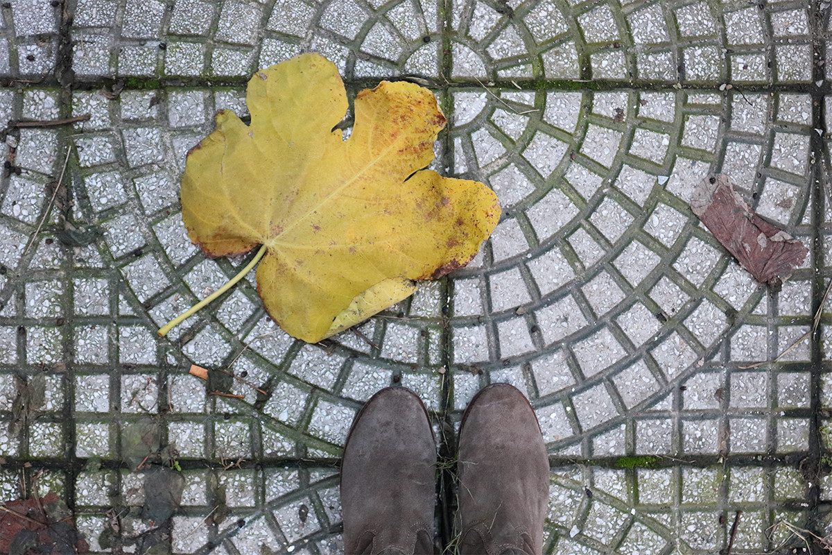 Big-autumn-leaf-on-floor_tcm203-1305687