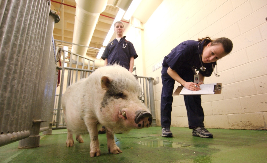 Doctors work with animals at the College of Veterinary Medicine.