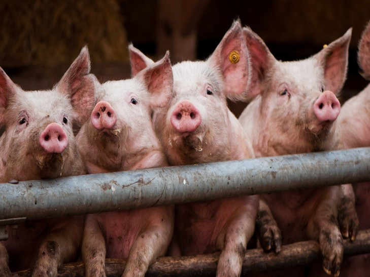 animals___pigs_pigs_pose_for_the_photographer_069651__1_729x547