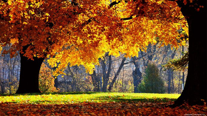 autumn-wallpaper-1600x900-002-700x394