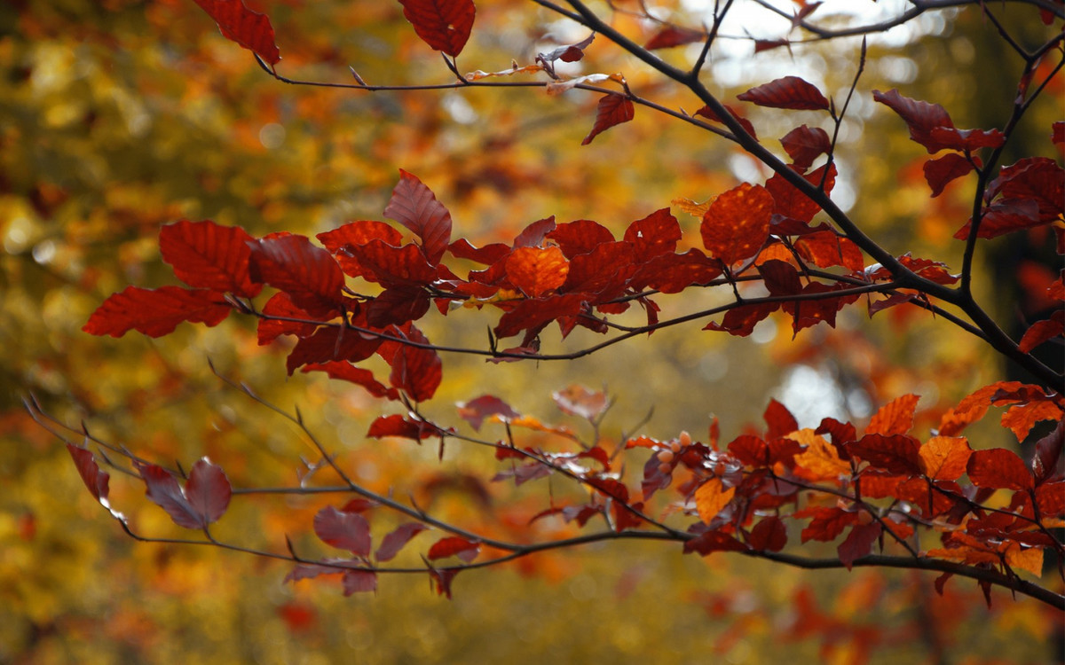 autumn_color_08