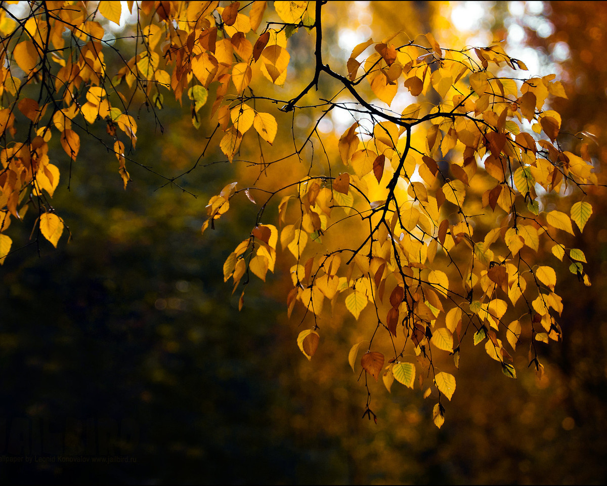 autumn_color_09