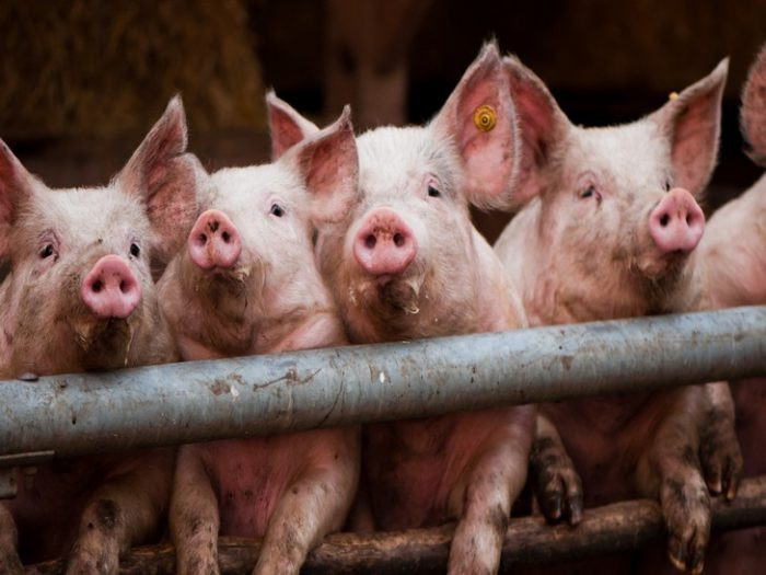 animals___pigs_pigs_pose_for_the_photographer_069651__1_729x547-700x525