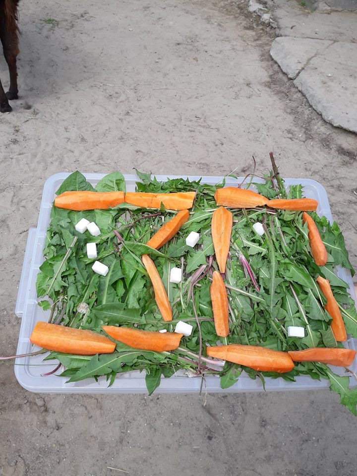 18341933_1147138018747545_6504810851236548535_n