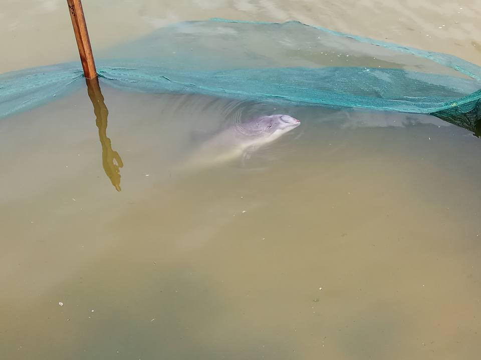 18342788_437274629967119_7286172944199585069_n