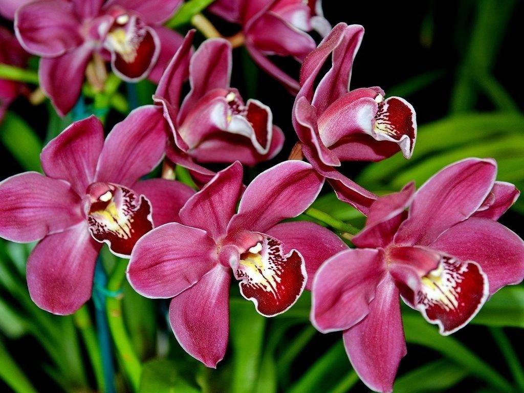 Орхидеи-фото-цветов-1024x768