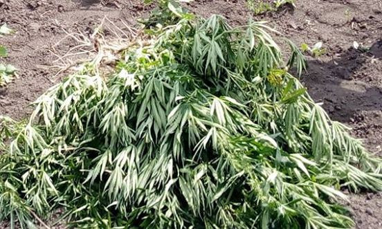 18952796_462924994040550_962778347821771112_n