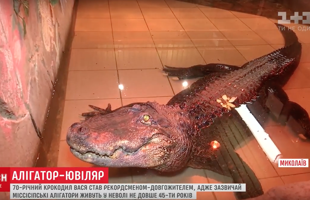 Знімок екрана 2017-06-01 о 13.28.12