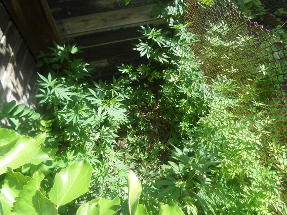 PM420image001