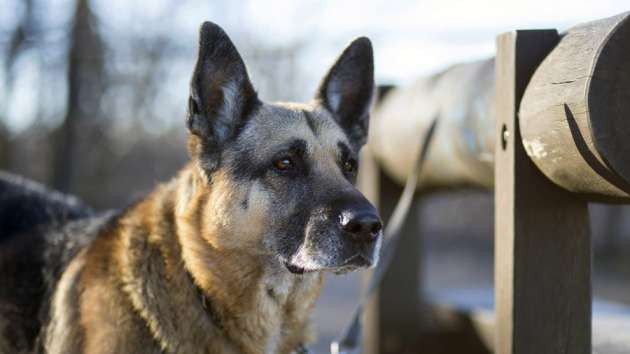 1503907636_1480454407_german-shepherd-dog-photo-1