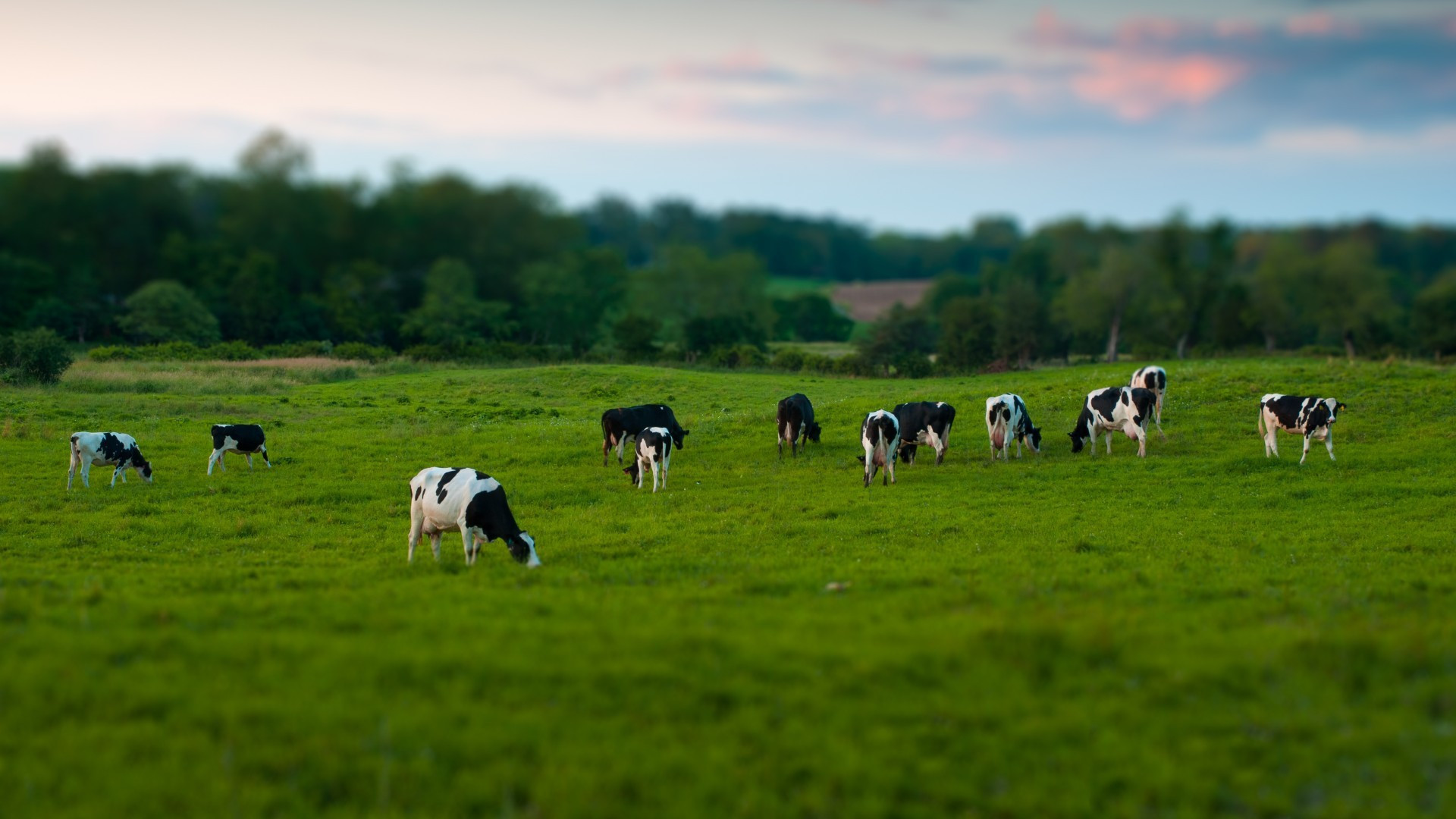 Animals___Pets_A_herd_of_cows_on_pasture_098224_