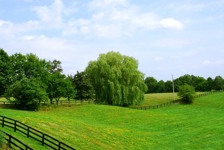 Rural landscape of lush green fields and trees