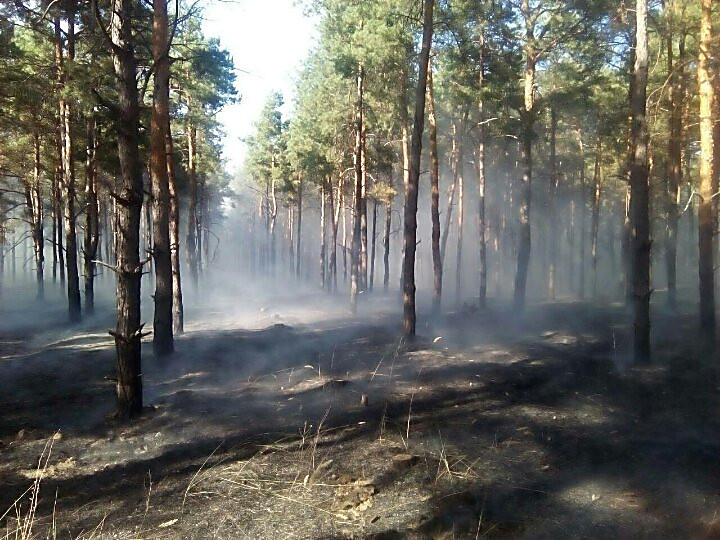 Пожар в еловом лесу