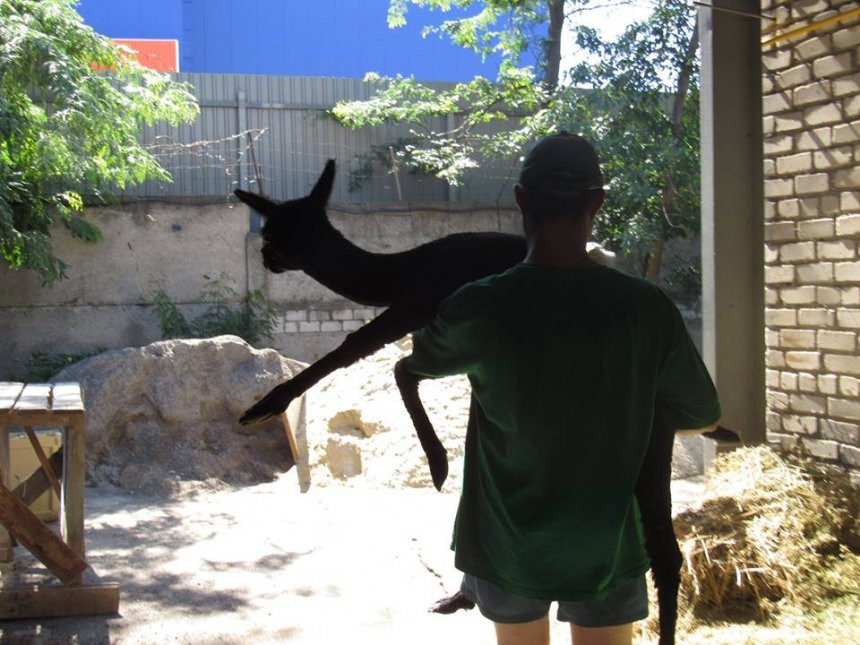 В зоопарке Николаева появился самец альпака (ФОТО)2