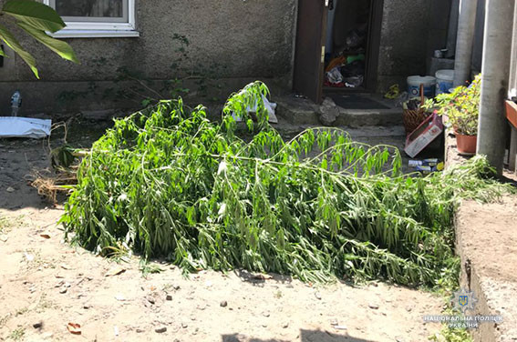 конопля