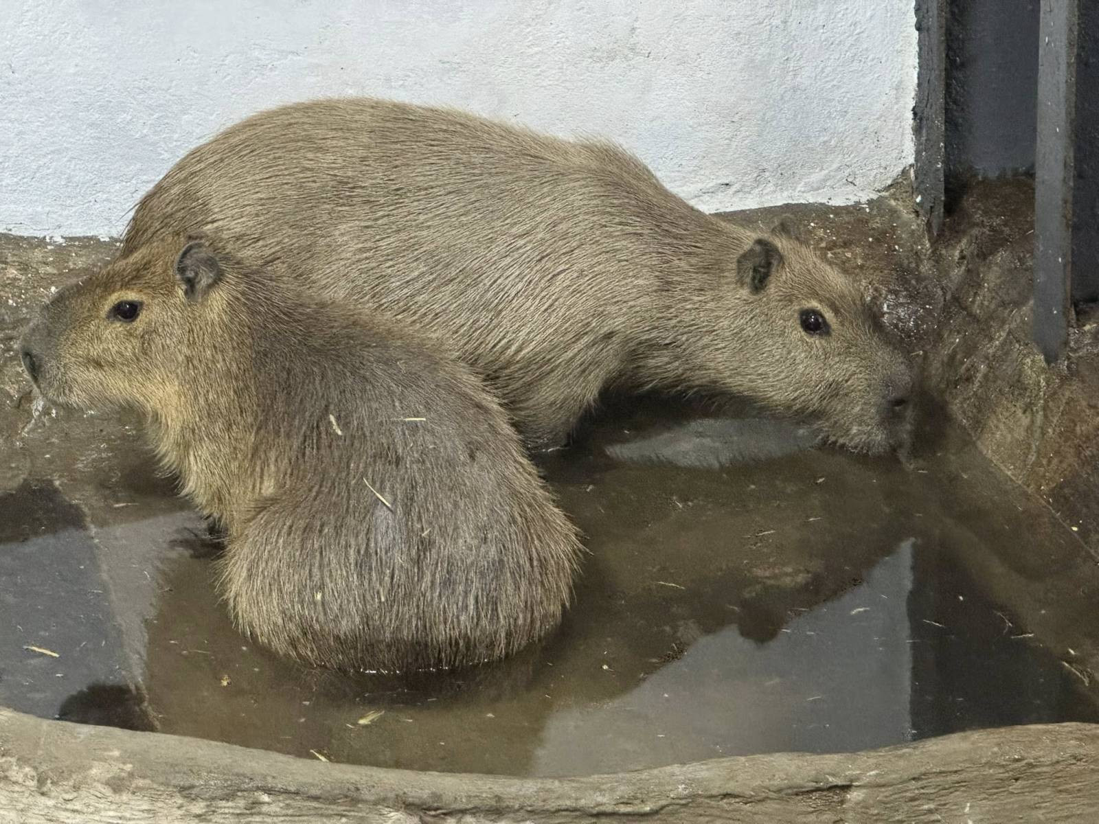 561624352_1115587950756646_7015912792423381786_n