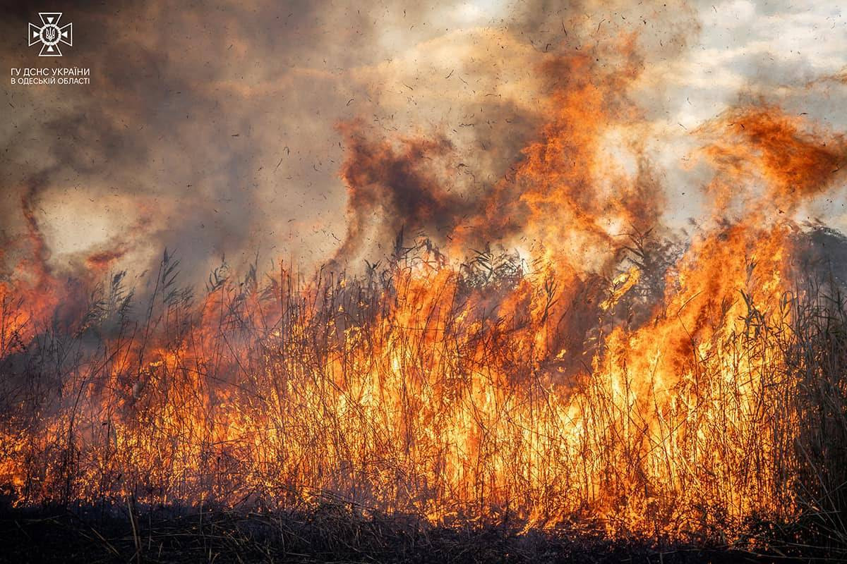 dunajskyj-biosfernyj-zapovidnyk-pozhezha