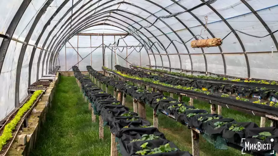 316631_69ca2ef1c0b298_06643479_1500