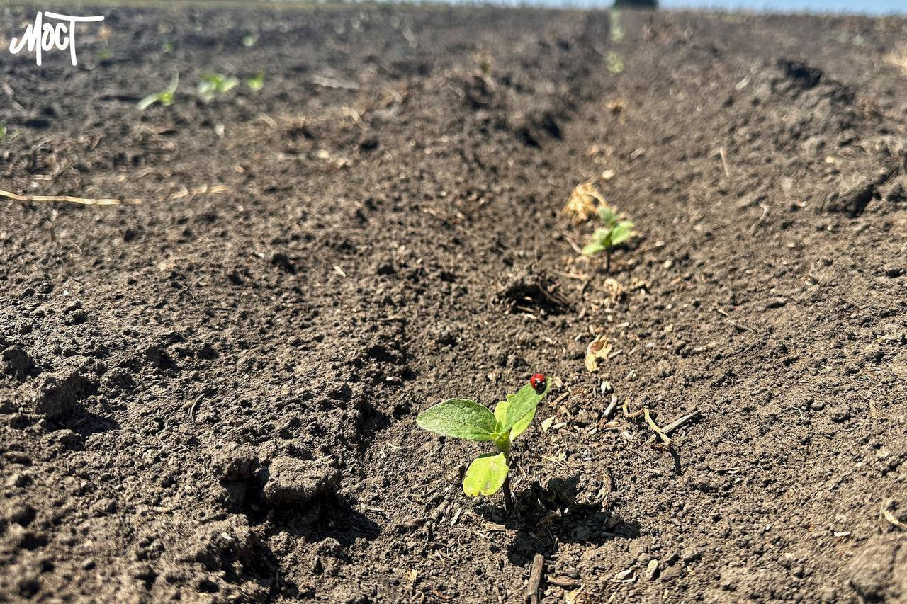 agrariji-pole-zemlja