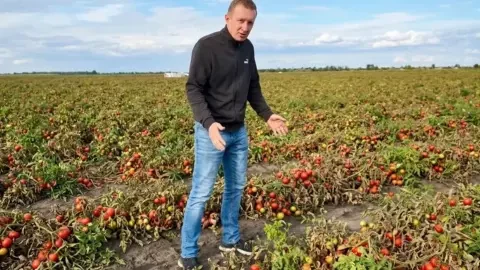 tomaty-mykolayivshhyna-1-