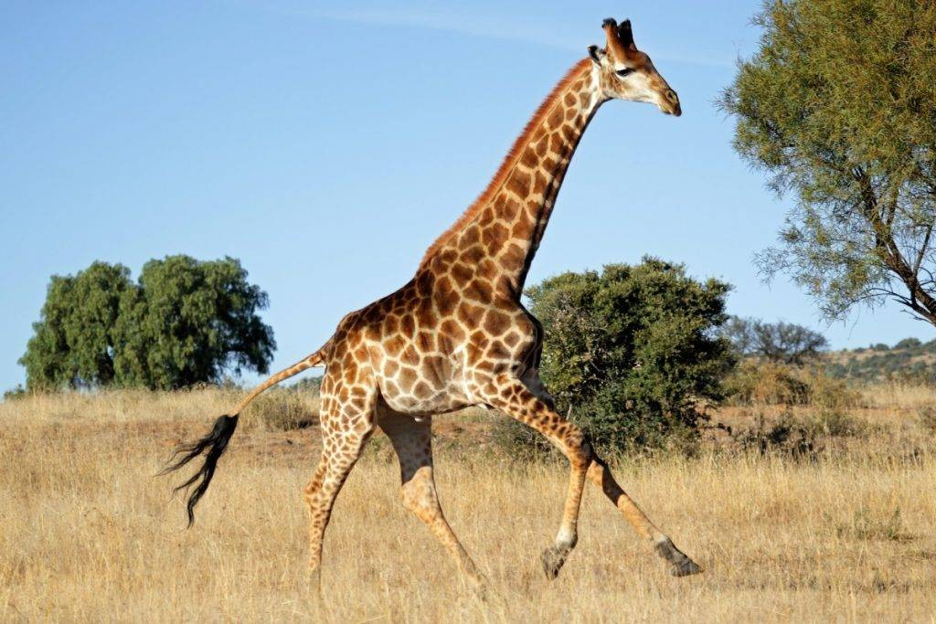 giraffe-4-1200x800-1024x683