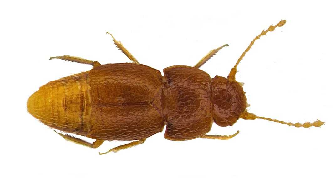 greta-beetle-full-width.jpg.thumb.1920.1920_16x9